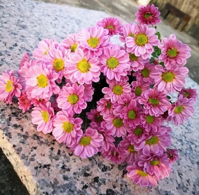 有一种花叫做小切粉，天冷就开花，满头花苞，漂亮清新