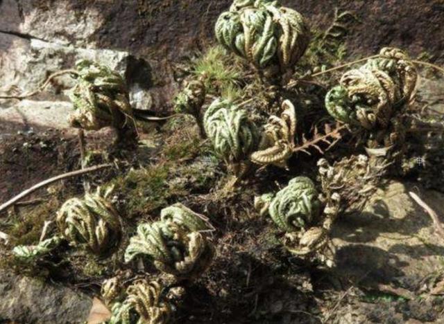 在悬崖边,若是遇到1种"九死还魂草",记得珍惜,珍贵又
