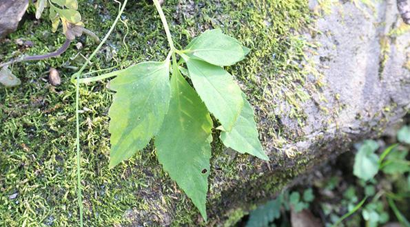 深山出好药——探访伏牛山里的独特药材