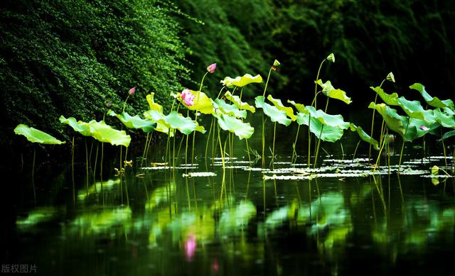 中国十大名花赏析