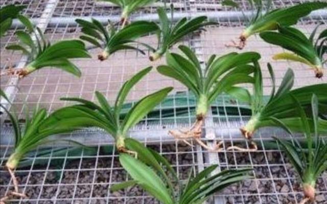 君子兰烂根不要扔，用这种方法处理，一个月长满新根