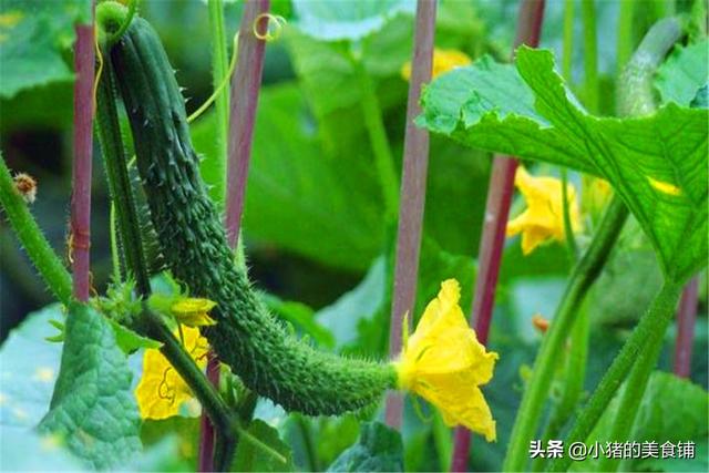 「超级宝妈」天然叶酸就属它，备孕期间不可少，春天的绿色食品，清炒味道好