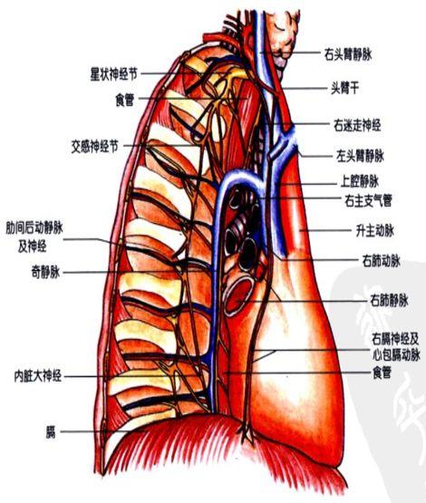 6种常见纵隔肿瘤的影像解读与鉴别要点，一文击破