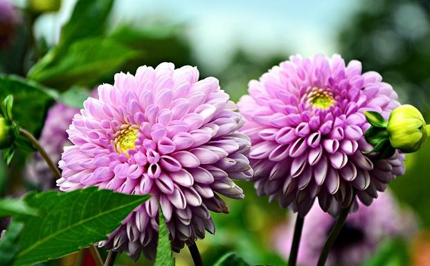 入冬后，院子里栽种的大丽花，这么整治一番，来年才能顺利开花