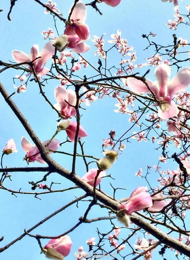 「旅行百事通」实名曝光西安这几个地方的春天，太美了…