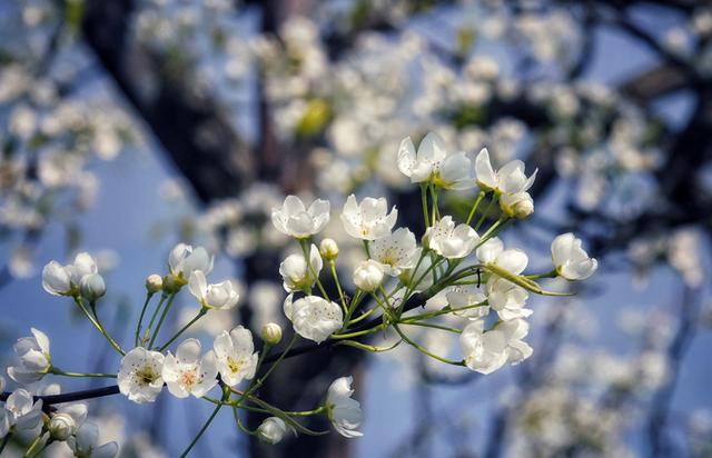 [玩乐足迹]【花开天府 安逸四川】泸州古蔺：一夜春风至 万树梨花开
