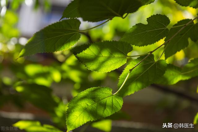 桑叶治感冒 咳嗽 咽痛 牙痛 目赤肿痛等6种疾病 效果好