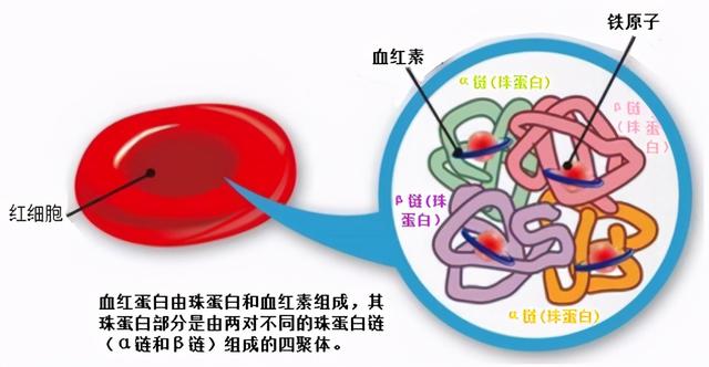 地中海贫血是怎么回事？