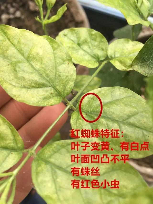 红蜘蛛|这10种花，年年收空盆，没点经验还真不敢养