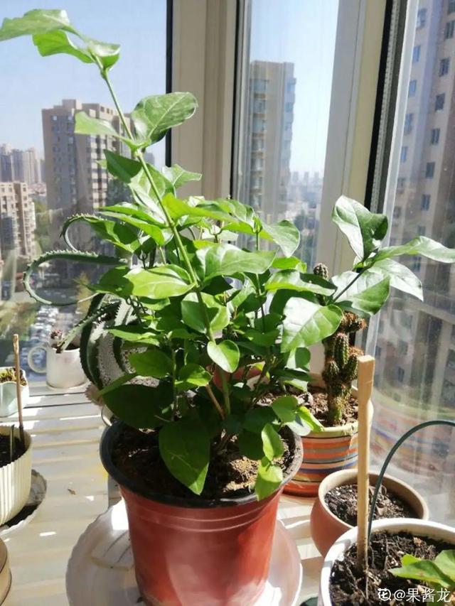 逛花市去捡漏，买了一堆长寿花，拿回来竟然全活了