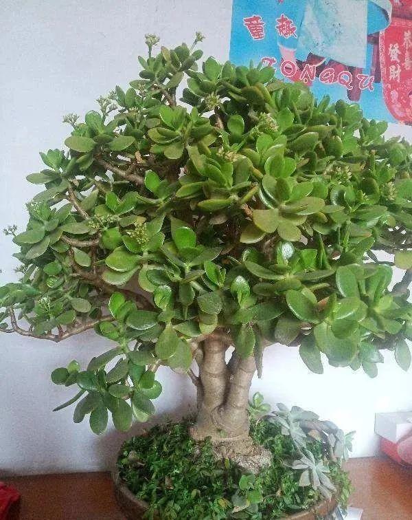 冬天就养耐阴花，没光也能开爆盆，扔角落自己疯长