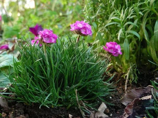 20种花境植物，瞬间提高你的花园逼格