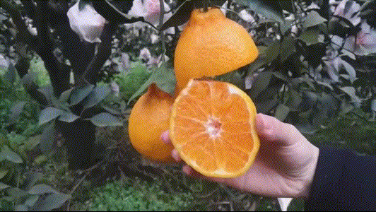 超级宝妈▲不管有钱没钱，多给孩子吃这些“夏季黄金果”，补充营养又降暑