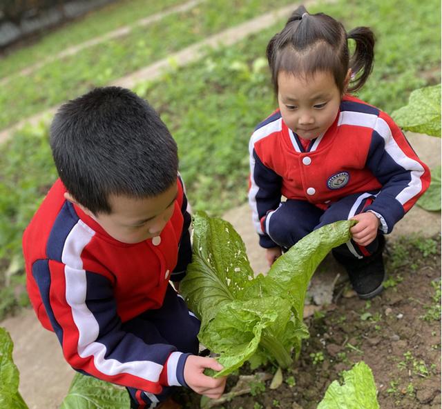 江安县迎安镇中心幼儿园中一班：探索植物的成长