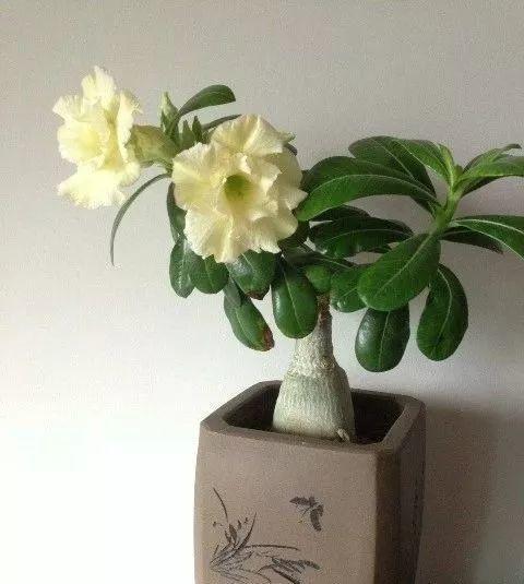 长寿花|这花就得饿着养，盆小水少，叶子越剪长得越旺！