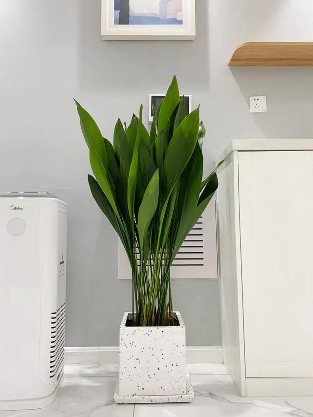 冬天在家养盆一叶兰，清雅又大方，光线不好也能活