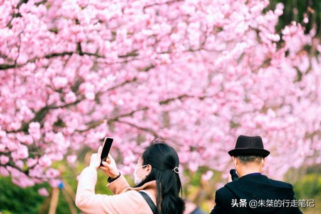 #趣旅游#园内3万多株樱花树 为世界三大赏樱胜地之一 最美花期却仅有七天