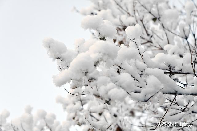 下雪了，雪水浇兰花好处多，这几方面可不能大意