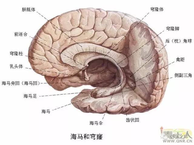 WoW，最全神经系统解剖图来了