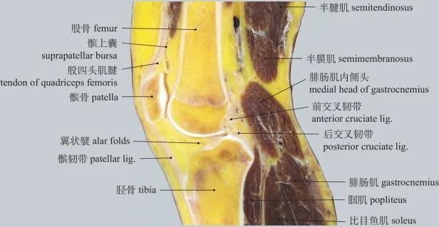 高清图谱 :运动系统：骨连结