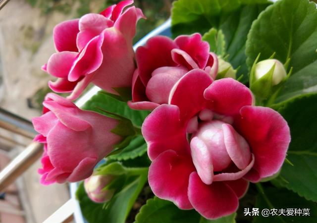 此“花”艳丽富贵，花期长达半年，耐阴好养，1朵开20天不谢