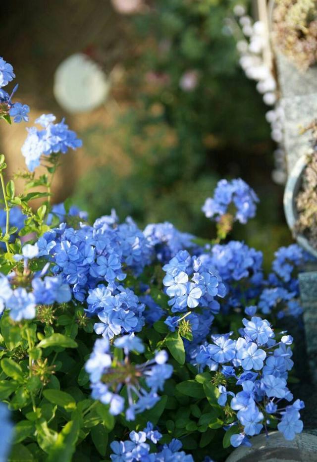 冬天面对蓝雪花要做什么？春、夏季才能持续生长、保持花量