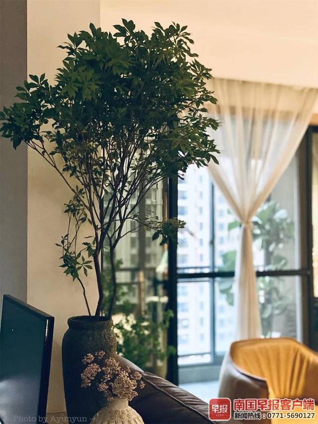吊钟|组图：树枝插花成“网红”，受部分消费者追捧