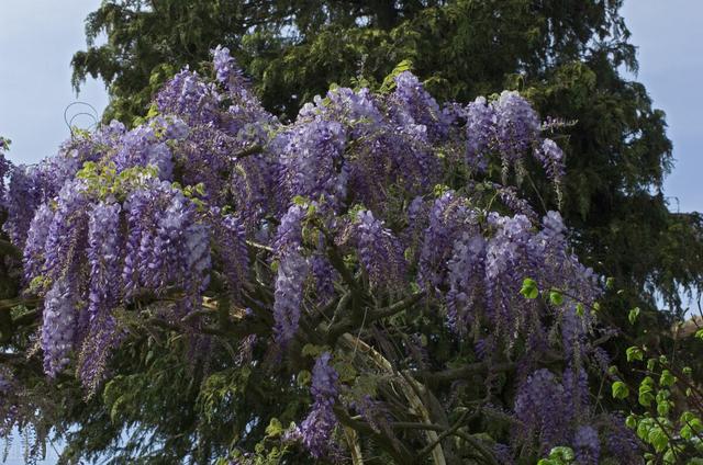 适合庭院绿化种植的花卉绿植品种，一月篇