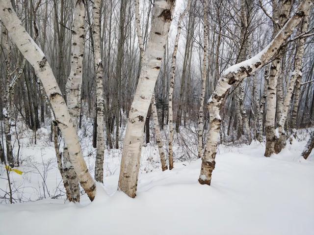 环球网：云游中国 | 喇叭沟原始森林公园