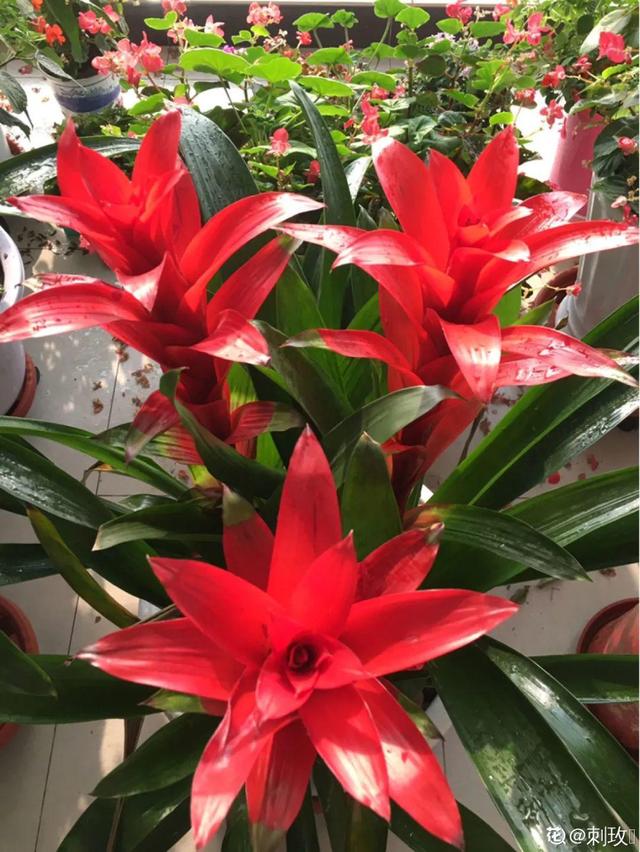 逛花市去捡漏，买了一堆长寿花，拿回来竟然全活了