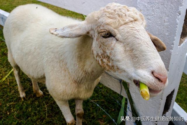 “羊红膻”的功效及应用