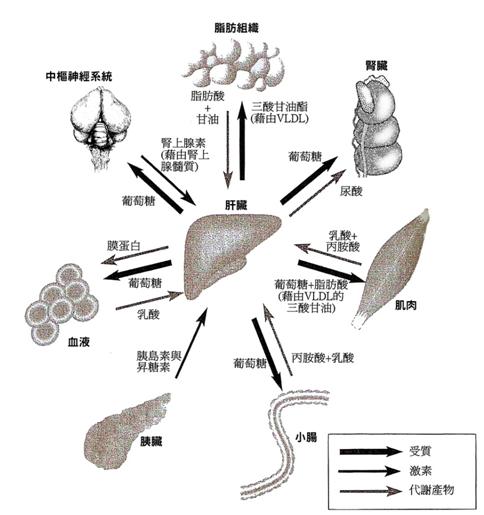 酒精性肝病|“沉默”的肝脏需要细心呵护！乙肝并不可怕