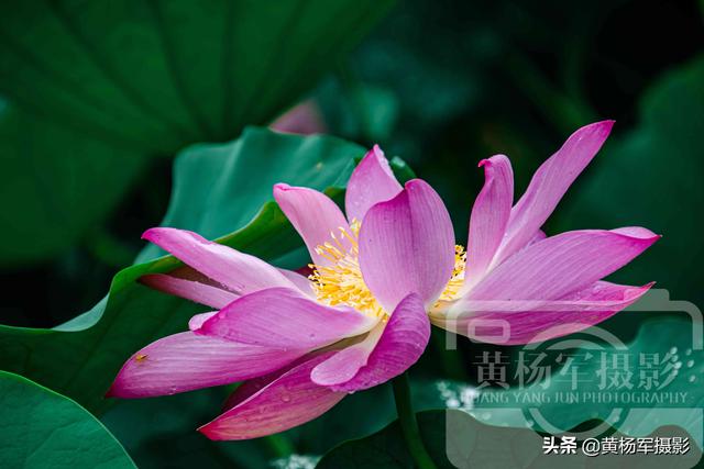 饮了晚风■荷花盛开的夏天,绿叶中娇美的花朵很漂亮