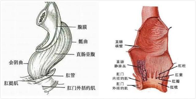 直肠异物，进去容易出来难