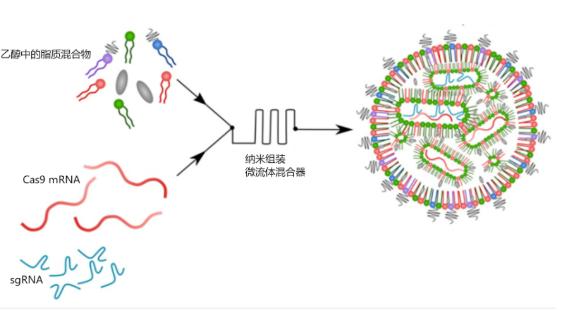 永不复发！刚得诺贝尔奖就被证明可有效治疗癌症，基因编辑技术或先造福人类