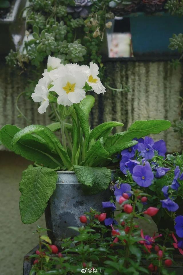 霜雪未尽悄然开，生机盎然报春来
