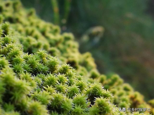 养兰花|种植兰花的盆面如何养苔藓？兰友：怪不得以前养不好兰花