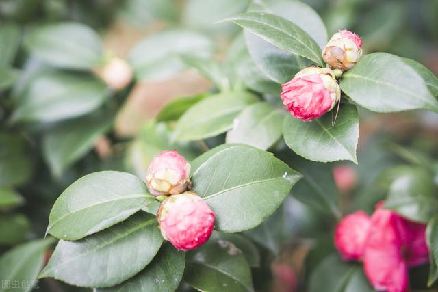 茶花是个“慢性子”，顺着性子养，结果很满意