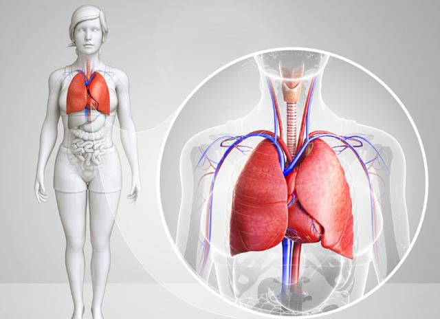 肺部是呼吸的重要器官，有这些表现，或许是肺“生病”了