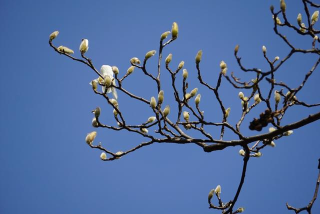 玉兰|再破白玉兰早开新纪录！上海植物园今年首波玉兰绽放