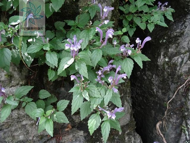 岩藿香，见过吗？能清热凉血，化瘀消肿