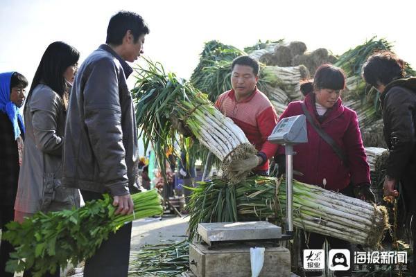 白菜|曾经，山东人的阳台囤住了整个冬天