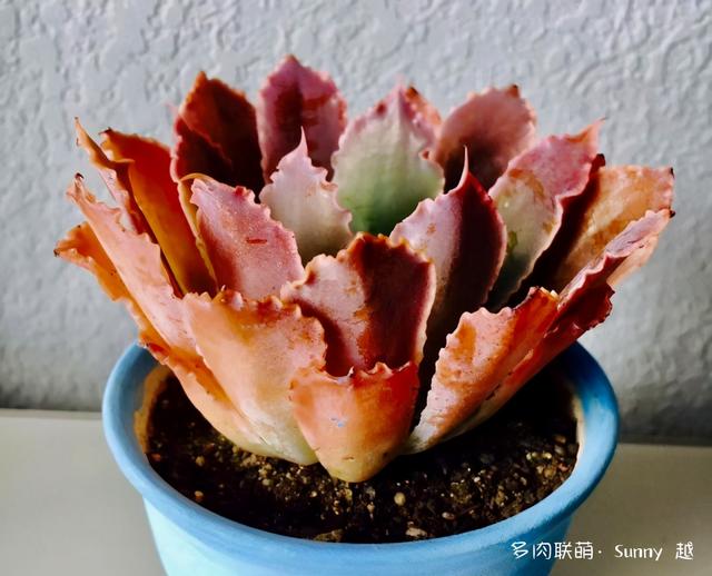 爱肉爱宝，不离不弃，未来可期