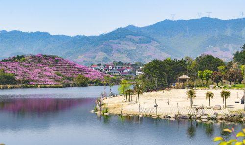 旅行柚子君:金华源东举办“云”上桃花节