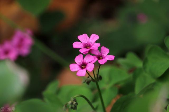 这6种花不怕过季，价格便宜，还特能开