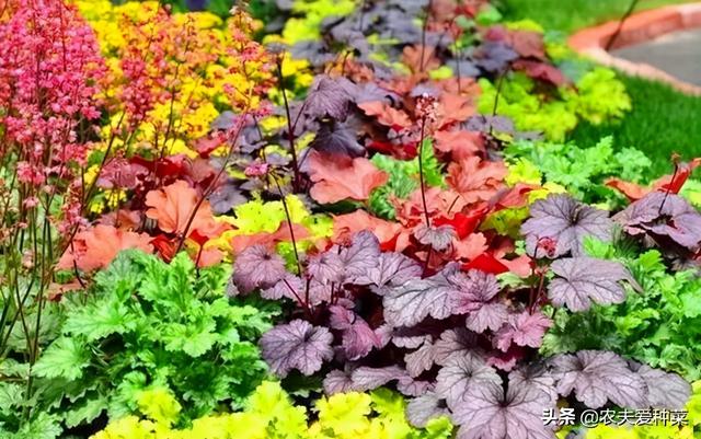 这3种花卉，冬天零下不怕“冻死”，耐寒能力杠杠的，漂亮好养