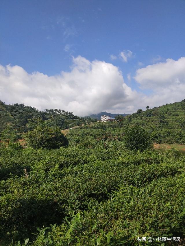 安溪湖上茶仙生态庄园在湖上乡飞新村山上,有茶园,玻璃栈道,水库等