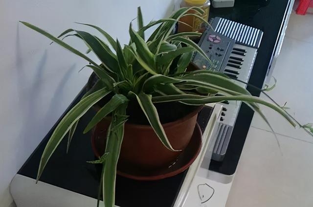 养花烂根最常见，怎么从根本上解决？学会这3招，不积水不烂根