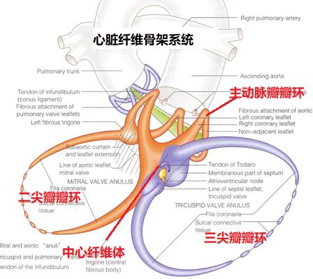 别总说心太软，中年男子心脏“骨架”出问题，术中心脏停跳四小时