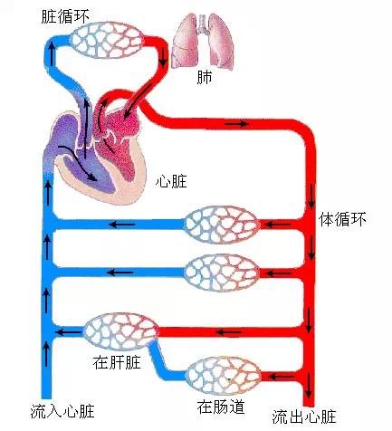 心脏衰竭的前因后果以及患病后的自我管理